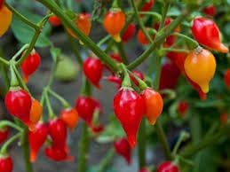 Chupetinha Pepper Planting Vegetable Seeds For Tiny Heat