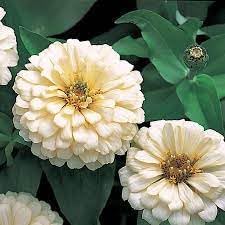 Heirloom Magellan Ivory Zinnia Flower seeds for Planting Long Bloom Season Heirloom & GMO Free Seeds for Home Garden 
 
 Sale for planting in home garden
