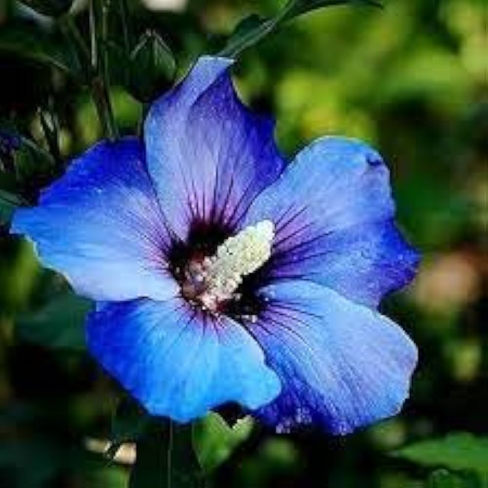 Blue Hibiscus Hibiscus spp. Seeds for planting in tropical garden