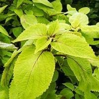 Green And Yellow Coleus Seeds For Planting Plant Seeds