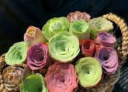 Greenovia Flower seeds for Planting - Premium Quality, Heirloom & GMO Free Seeds for Home Garden
 
 Sale seeds for home garden