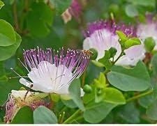 White Capparis Spinosa Flower seeds for Planting - Perfect for Borders, Heirloom & GMO Free Seeds for Home Garden
 
 Sale for planting in home garden.