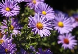 Planting Aster Flower Seeds For Stunning Perennial Blooms