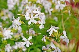 Saponaria Flower seeds for Planting - Bright Blooms, Heirloom & GMO Free Seeds for Home Garden
 
 Sale for planting in home garden.