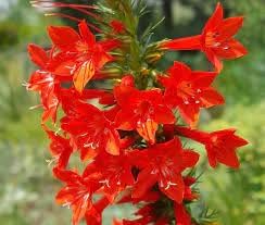 Standing Cypress Planting Flower Seeds