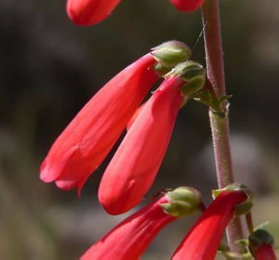 Eatons Penstemon Seeds for planting in flower bed