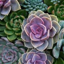 Rainbow Succulent Flower seeds for Planting Fragrant Blossoms Heirloom & GMO Free Seeds for Home Garden 
 
 Sale for planting in home garden