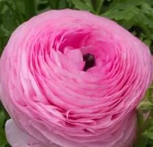 Light Pink Ranunculus Seeds Flower seeds for Planting Hardy Variety Heirloom & GMO Free Seeds for Home Garden 
 
 Sale for planting in home garden