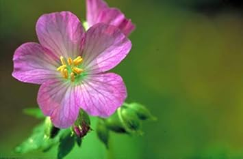 Dark Blue Holland Rose Flower Seeds for Planting Cottage Garden Essential Heirloom & GMO Free Seeds for Home Garden
 
 Sale for planting in home garden