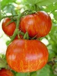 Striped Tomato Planting Vegetable Seeds