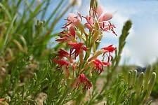 Red Gaura Flower seeds for Planting - Wildflower Mix, Heirloom & GMO Free Seeds for Home Garden
 
 Sale seeds for planting in home garden