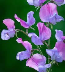 Multi (Multi Sweet) seeds for planting in home garden