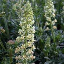 Heirloom Mignonette Flower seeds for Planting Sun Loving Heirloom & GMO Free Seeds for Home Garden 
 
 Sale for planting in home garden