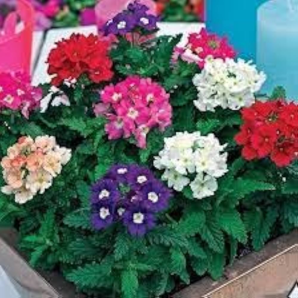 Verbena Obsession Perennial Flower Seeds for vibrant blooms