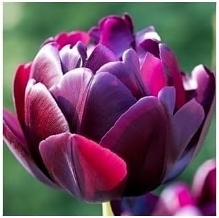 Deep Purple Tulip Flower seeds for Planting Bright Blooms Heirloom & GMO Free Seeds for Home Garden 
 
 Sale for planting in home garden