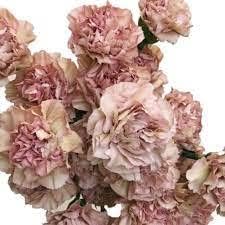 Brown Carnation Flower seeds for Planting - Perfect for Borders, Heirloom & GMO Free Seeds for Home Garden
 
 Sale seeds for home garden