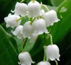 Orange Pink Tulip Flower Seeds for Planting Long Bloom Season Heirloom & GMO Free Seeds for Home Garden
 
 Sale for planting in home garden