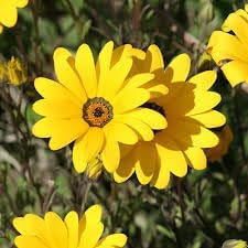 Dimorphotheca Flower seeds for Planting - Bright Blooms, Heirloom & GMO Free Seeds for Home Garden
 
 Sale seeds for planting in home garden