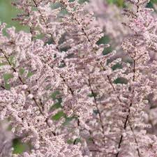 Tamarix Flower seeds for Planting - Garden Favorite, Heirloom & GMO Free Seeds for Home Garden
 
 Sale seeds for planting in home garden