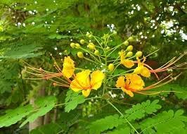 Caesalpinia Flower seeds for Planting - Vibrant Colors, Heirloom & GMO Free Seeds for Home Garden
 
 Sale for planting in home garden.