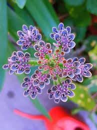 Kalanchoe Flower seeds for Planting - Cottage Garden Essential, Heirloom & GMO Free Seeds for Home Garden
 
 Sale for planting in home garden.