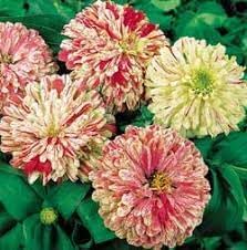 Elegans Peppermint Flower seeds for Planting Garden Favorite Heirloom & GMO Free Seeds for Home Garden 
 
 Sale for planting in home garden