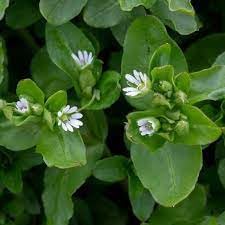 Chickweed Flower seeds for Planting - Bright Blooms, Heirloom & GMO Free Seeds for Home Garden
 
 Sale seeds for home garden