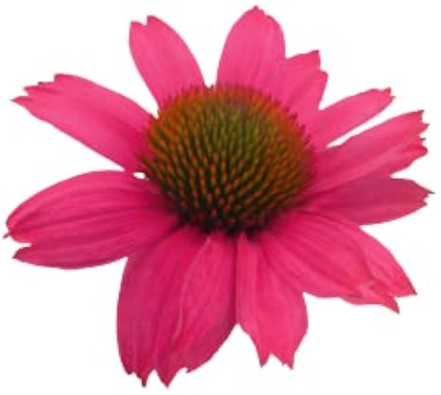 Coconut Lime Echinacea Echinacea purpurea for planting in flower bed