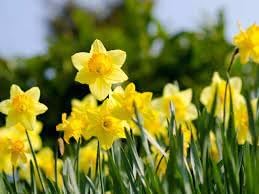Daffodils Flower seeds for Planting - Low Maintenance, Heirloom & GMO Free Seeds for Home Garden
 
 Sale seeds for home garden