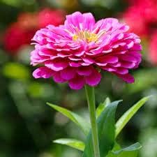 Pink Zinnia Flower Seeds Planting For-Delightful Garden Beautification