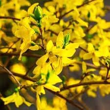 Forsythia Flower seeds for Planting - Hardy Variety, Heirloom & GMO Free Seeds for Home Garden
 
 Sale seeds for home garden