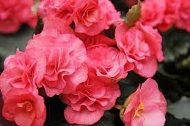 Heirloom Begonia Flower seeds for Planting Hardy Variety Heirloom & GMO Free Seeds for Home Garden 
 
 Sale for planting in home garden