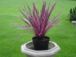 Cordyline Flower seeds for Planting Low Maintenance Heirloom & GMO Free Seeds for Home Garden 
 
 Sale for planting in home garden