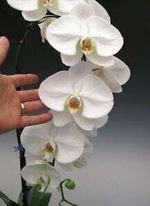 Phalaenopsis Orchid Flower seeds for Planting - Bright Blooms, Heirloom & GMO Free Seeds for Home Garden
 
 Sale for planting in home garden.