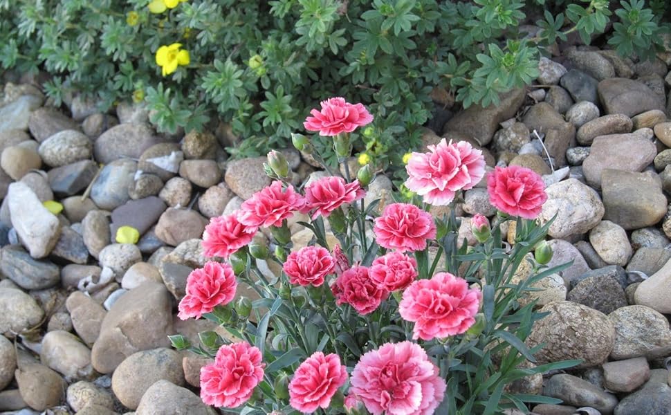 Carnation Dianthus caryophyllus Seeds for planting in flower bed