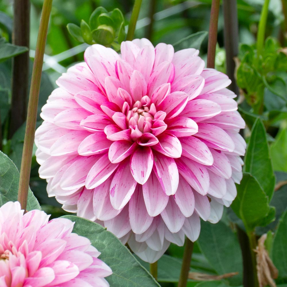 Pink And White Dahlia Flower Seeds For Planting