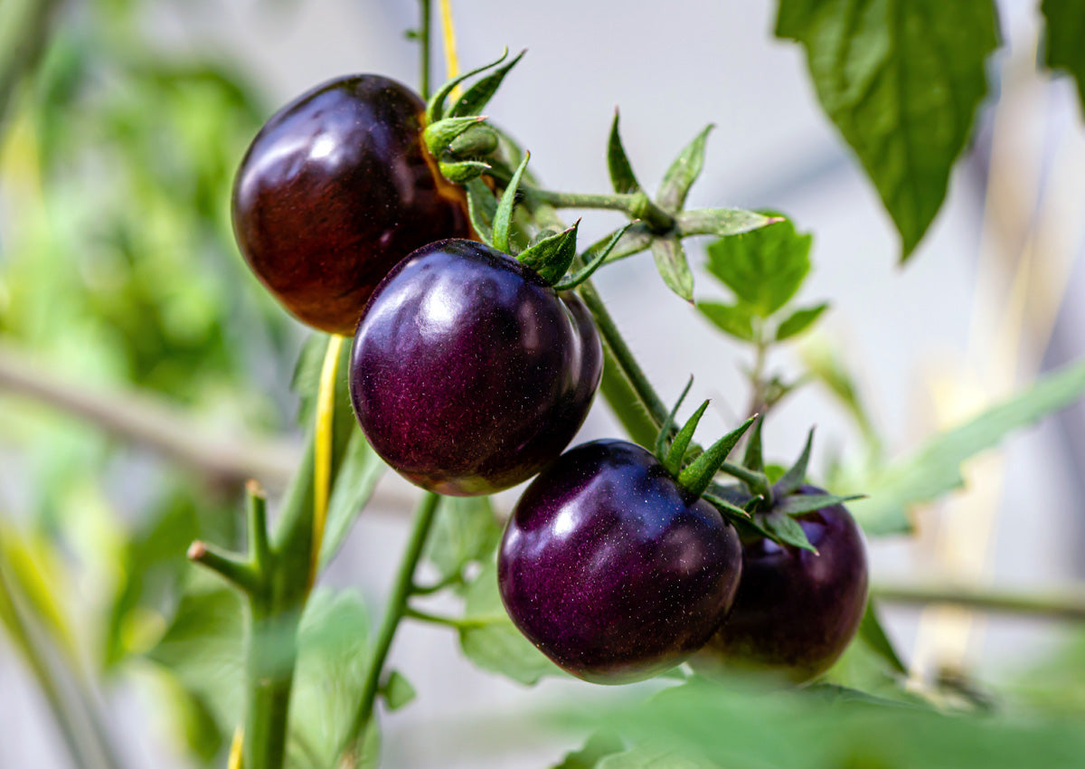 Violet Tomato Seeds For Easy Vegetable Planting Seeds