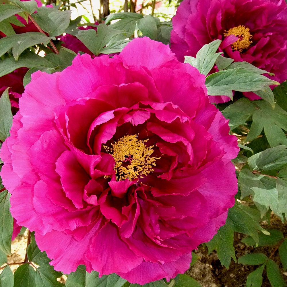 Paeonia Flower seeds for Planting Shade Tolerant Heirloom & GMO Free Seeds for Home Garden 
 
 Sale seeds for home garden planting