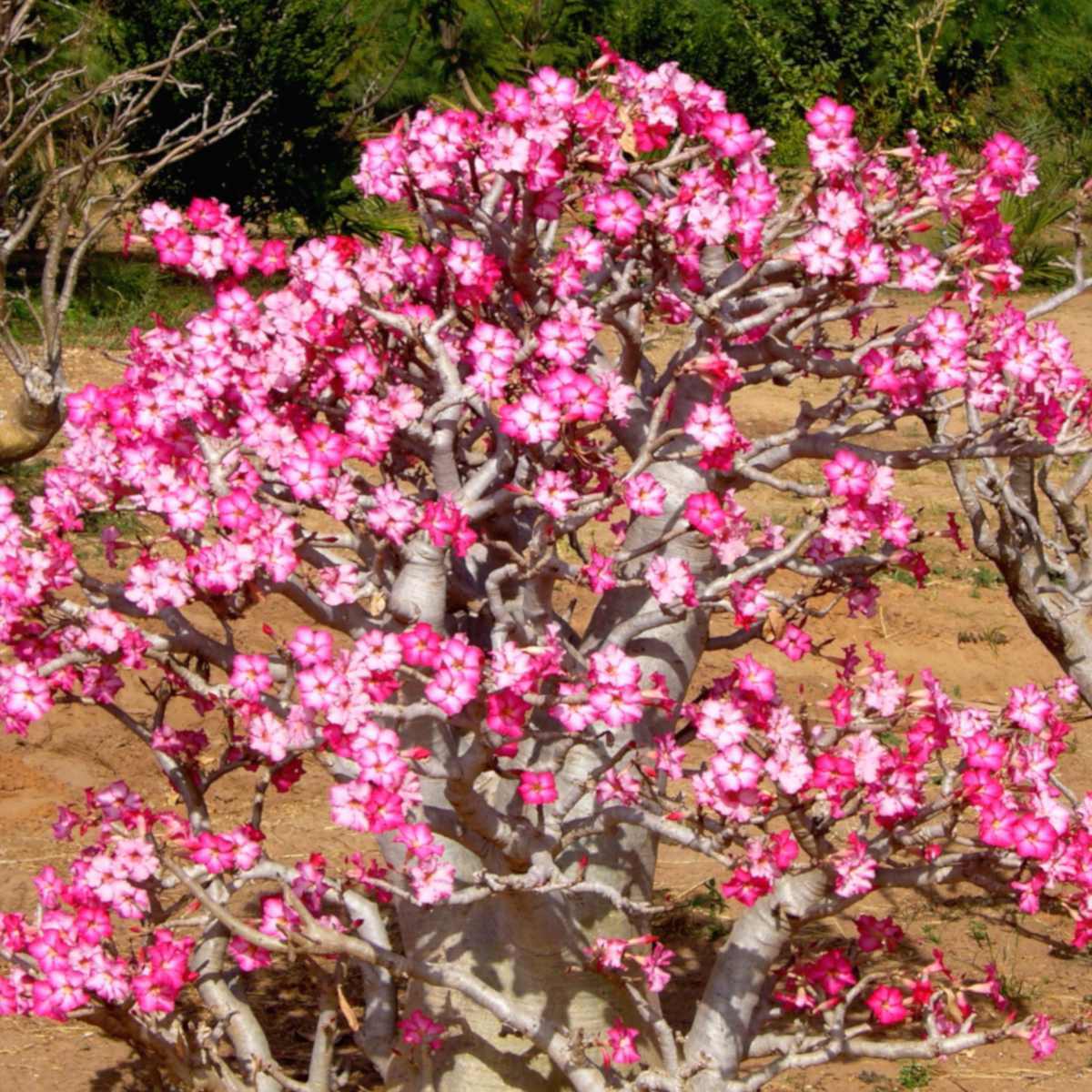 Adenium Mixed Seeds For Easy Planting