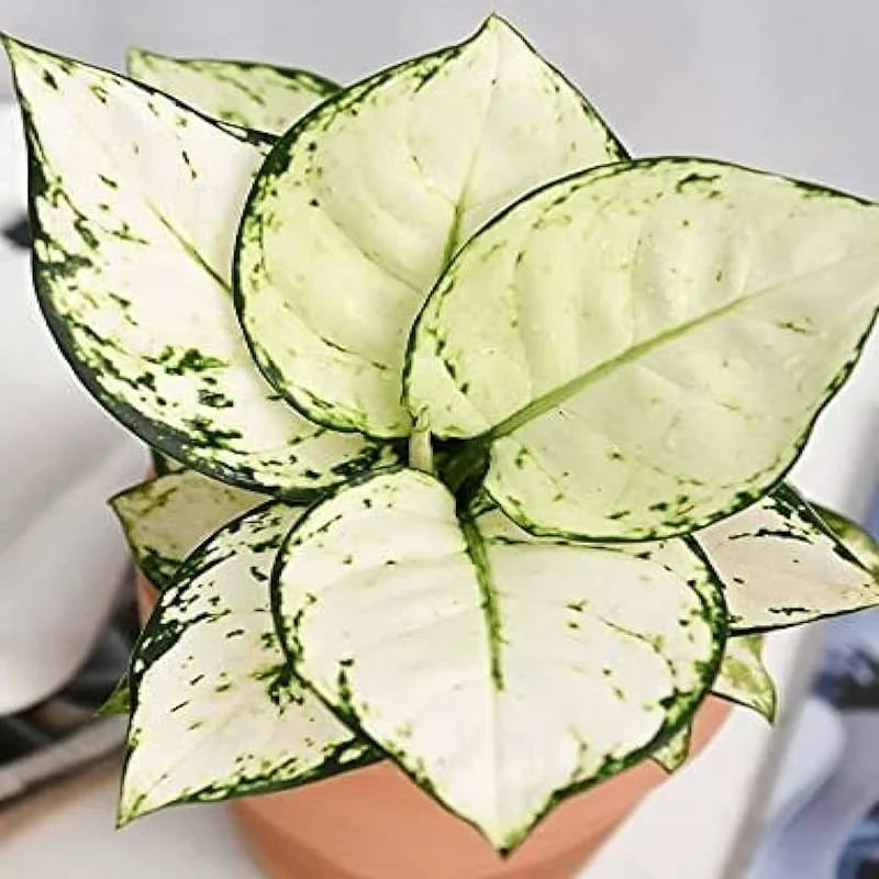 Aglaonema White Mix Planting Seeds For Your Garden