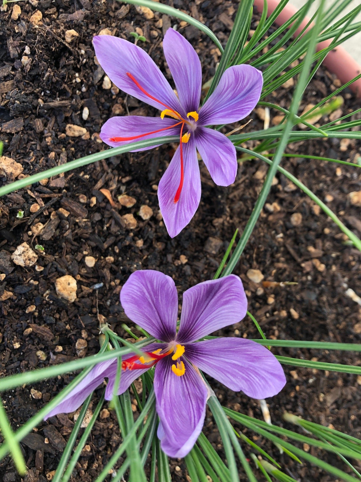 Deep Purple Crocus Flower seeds for Planting Easy to Grow Heirloom & GMO Free Seeds for Home Garden 
 
 Sale for planting in home garden