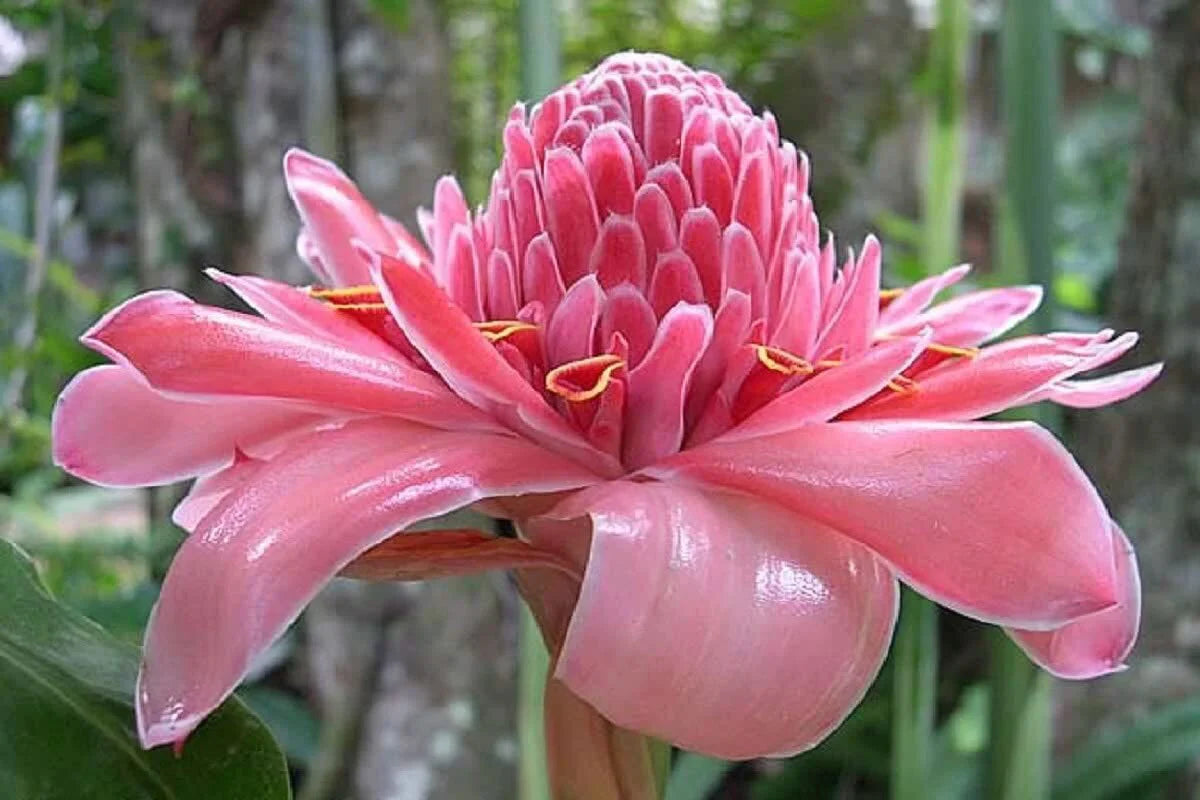 Pink Torch Ginger Seeds For Vibrant Tropical Planting Flower