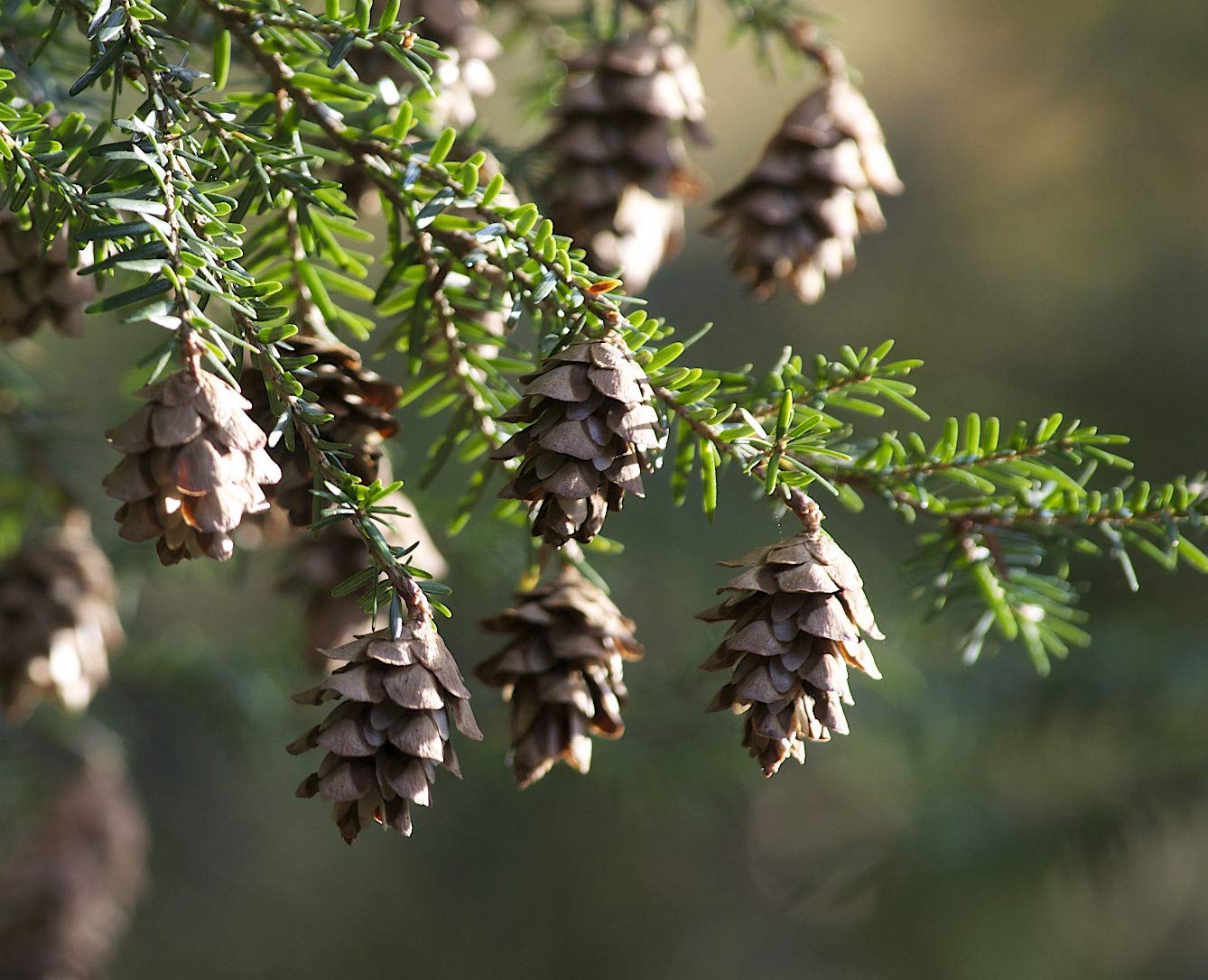 Mountain Hemlock Tree Seeds - Grow Your Own