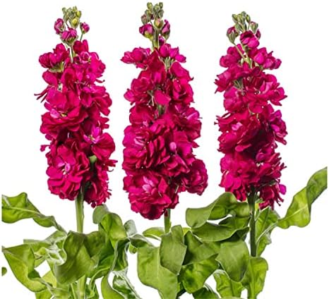 Matthiola Incana Seeds - Maroon Flowers For Planting | Easy To Grow Flower