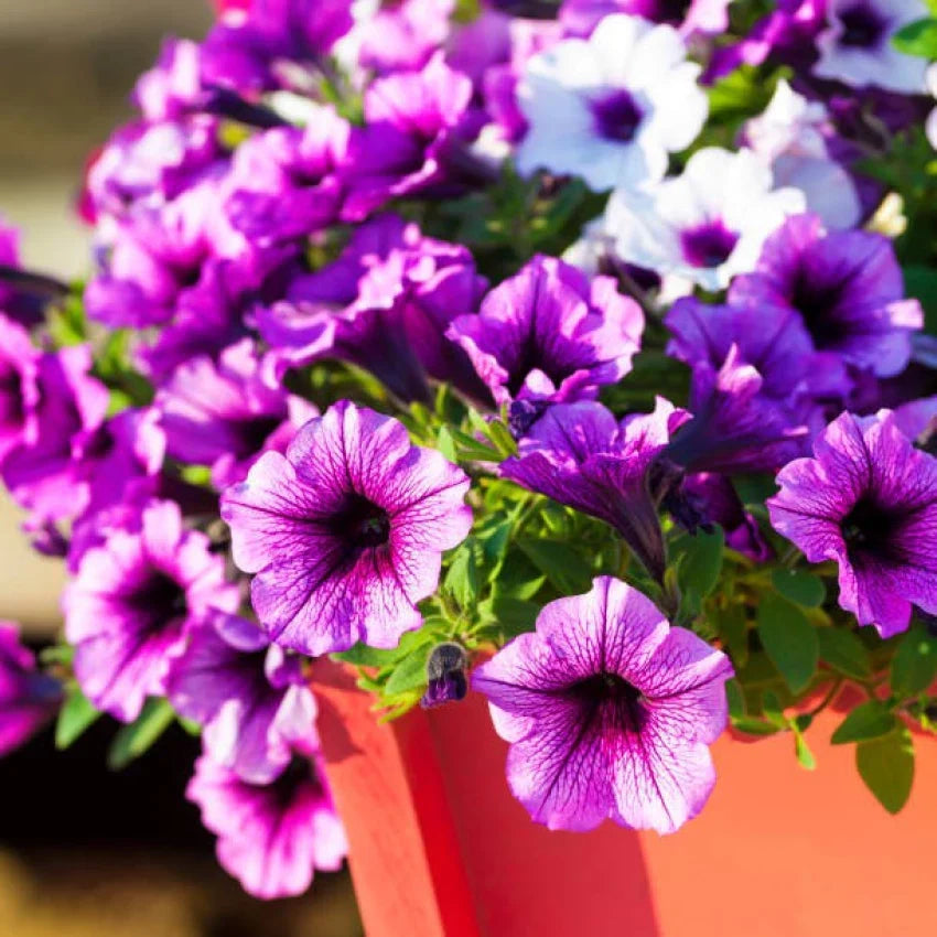 Lush Hanging Petunia Flower Seeds For Vibrant Garden Planting