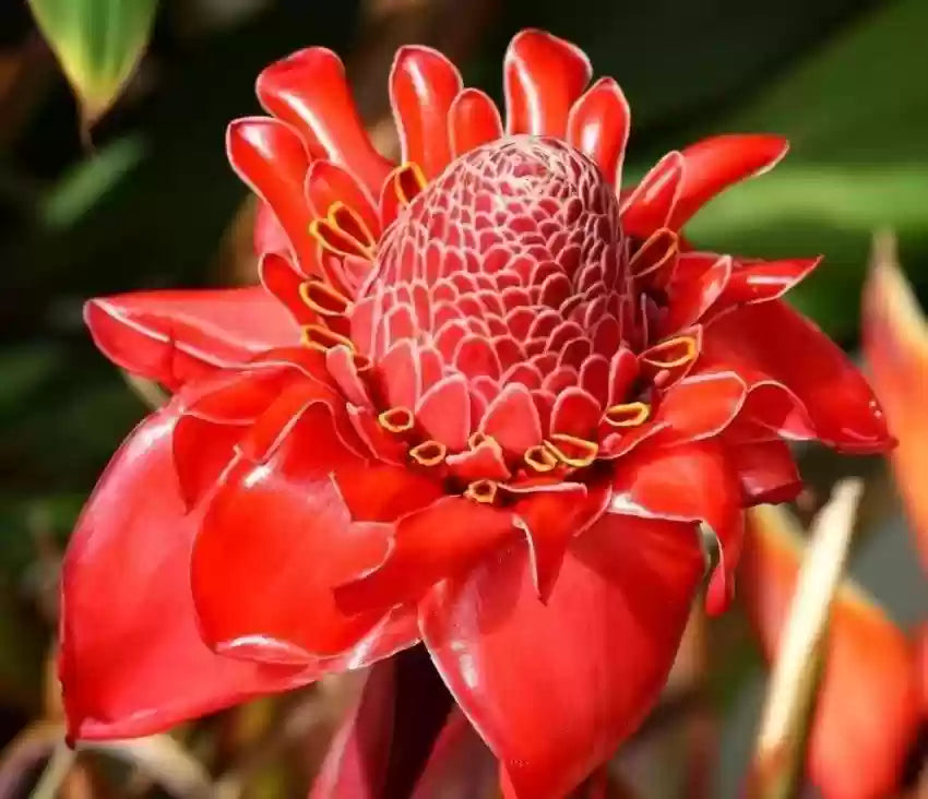Torch Ginger Flower seeds for Planting Fragrant Blossoms Heirloom & GMO Free Seeds for Home Garden 
 
 Sale seeds for home garden planting