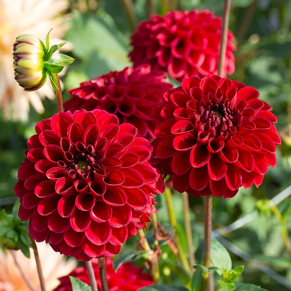 Two-Color Dark Red Dahlia Flower Seeds For Vibrant Garden Planting