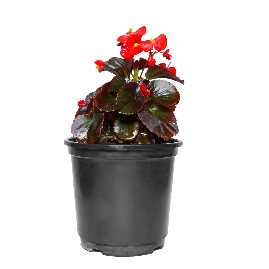 Bright Begonia Plant Seeds For Planting | Colorful Flower