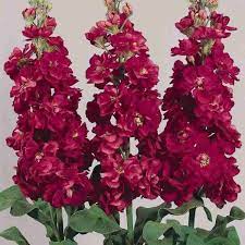 Matthiola Incana Seeds - Maroon Flowers For Planting | Easy To Grow Flower