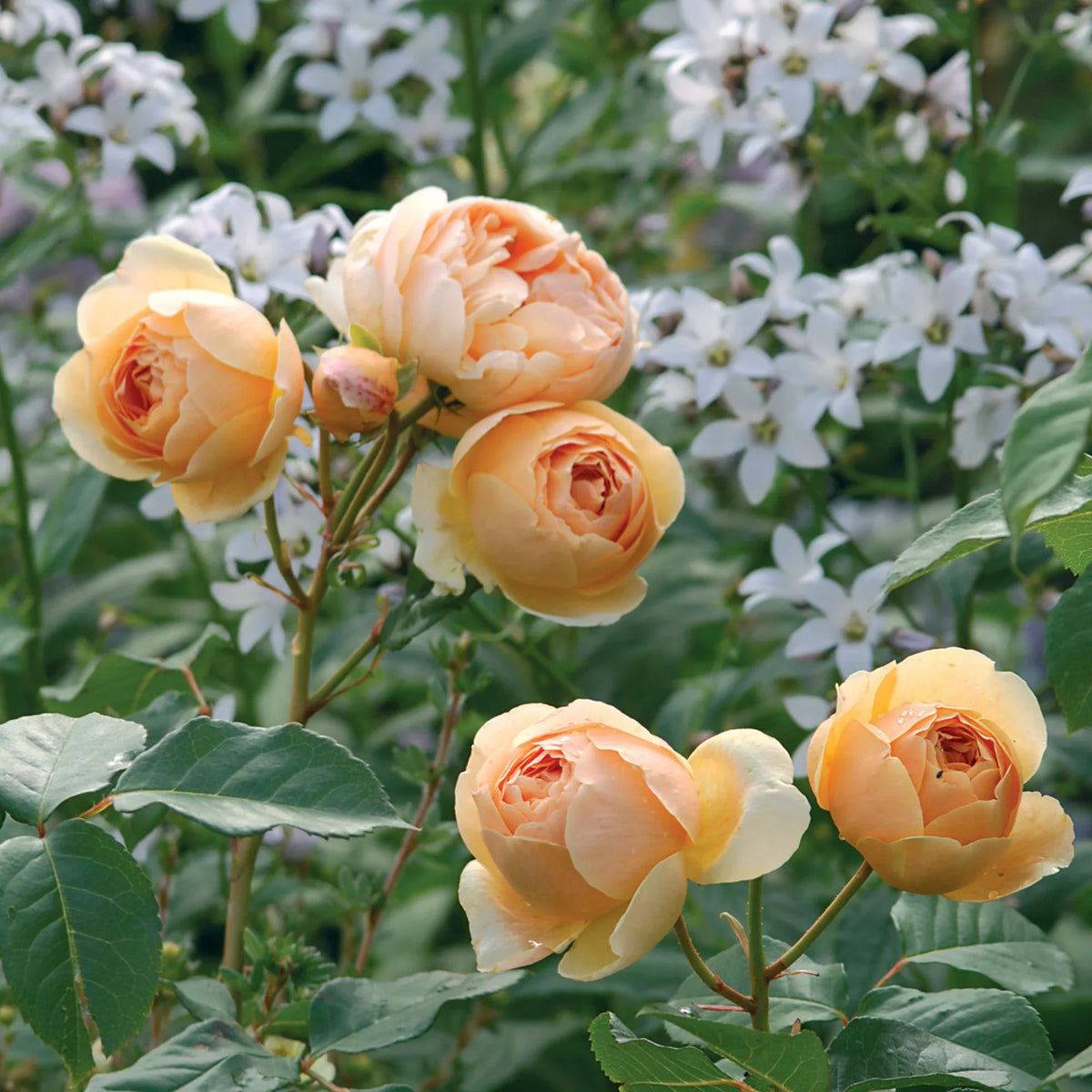 Cream Rose Flower seeds for Planting - Premium Quality, Heirloom & GMO Free Seeds for Home Garden
 
 Sale for planting in home garden